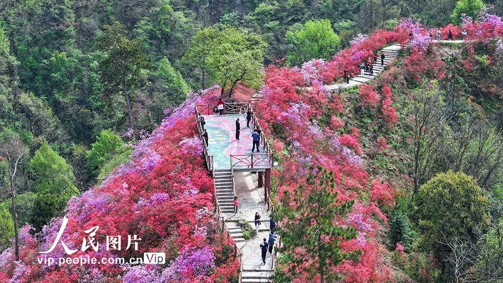 安徽岳西：杜鵑花開(kāi)迎客來(lái)
