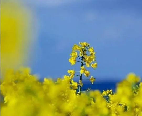 【酈道元文學(xué)院】作家：陳寶璐｜春風(fēng)十里，美好常在（散文）