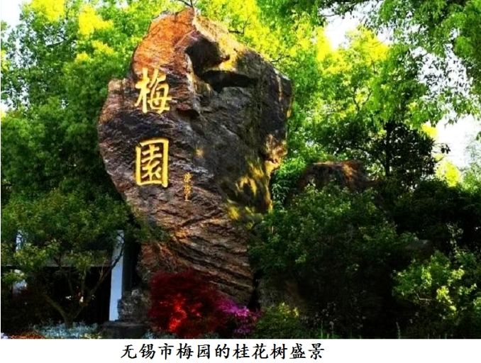 劉運(yùn)德 | 桂花情緣